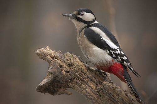 Great spotted woodpecker