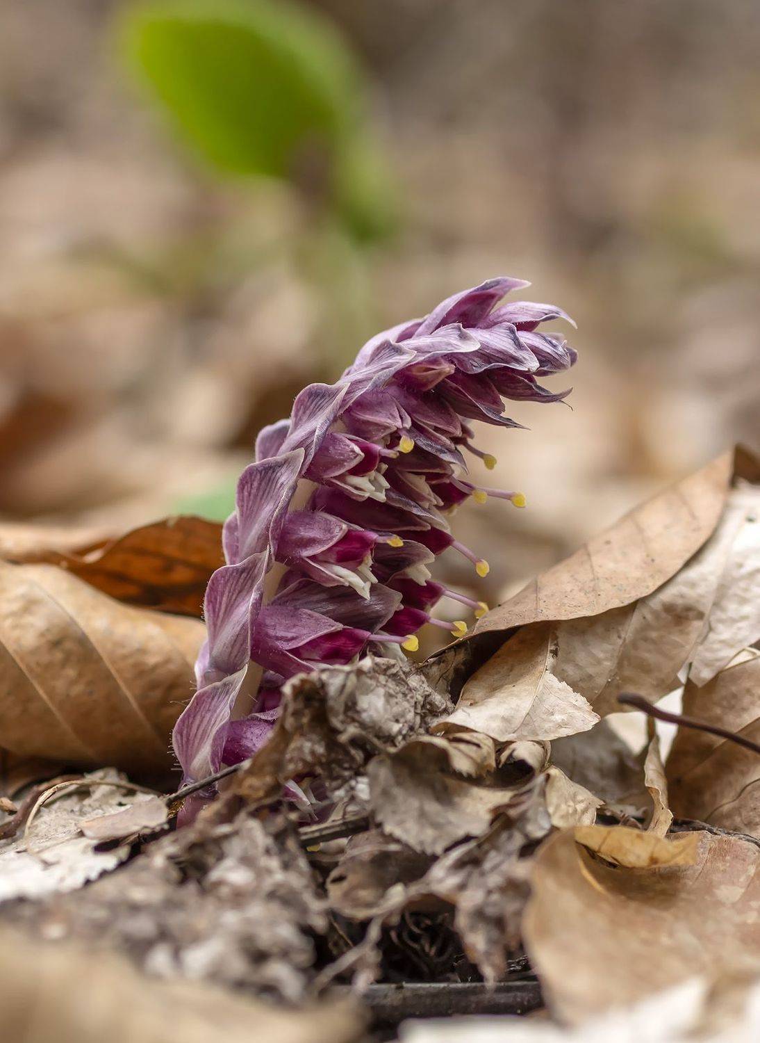 , Александр Земляной
