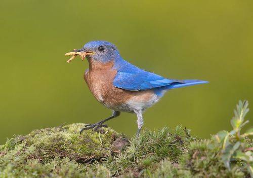 Eastern Bluebird,male. Восточная сиалия,самец