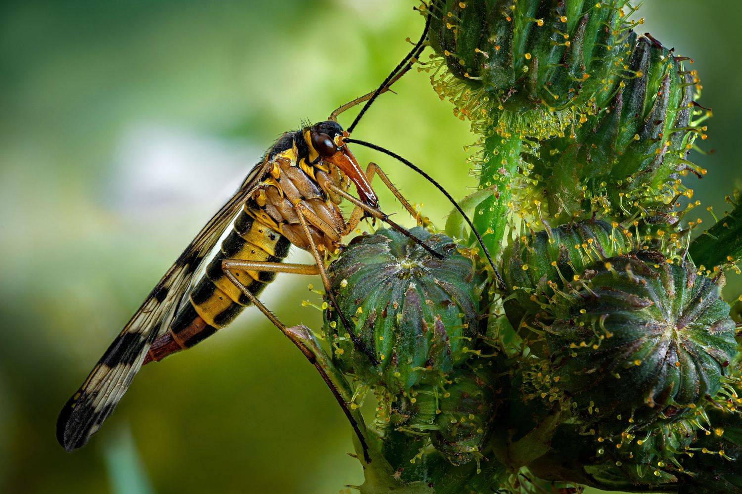 , Антон Финевич
