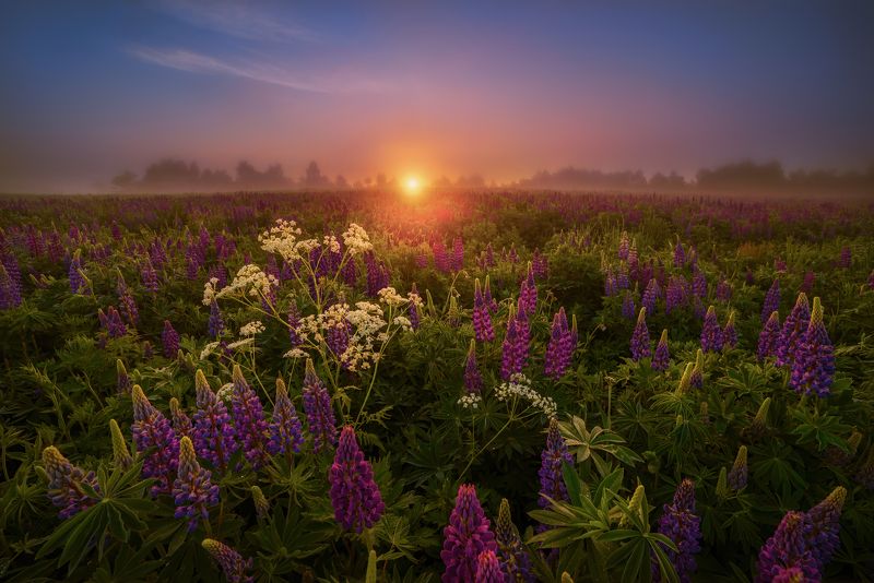 люпиновне утро фото превью