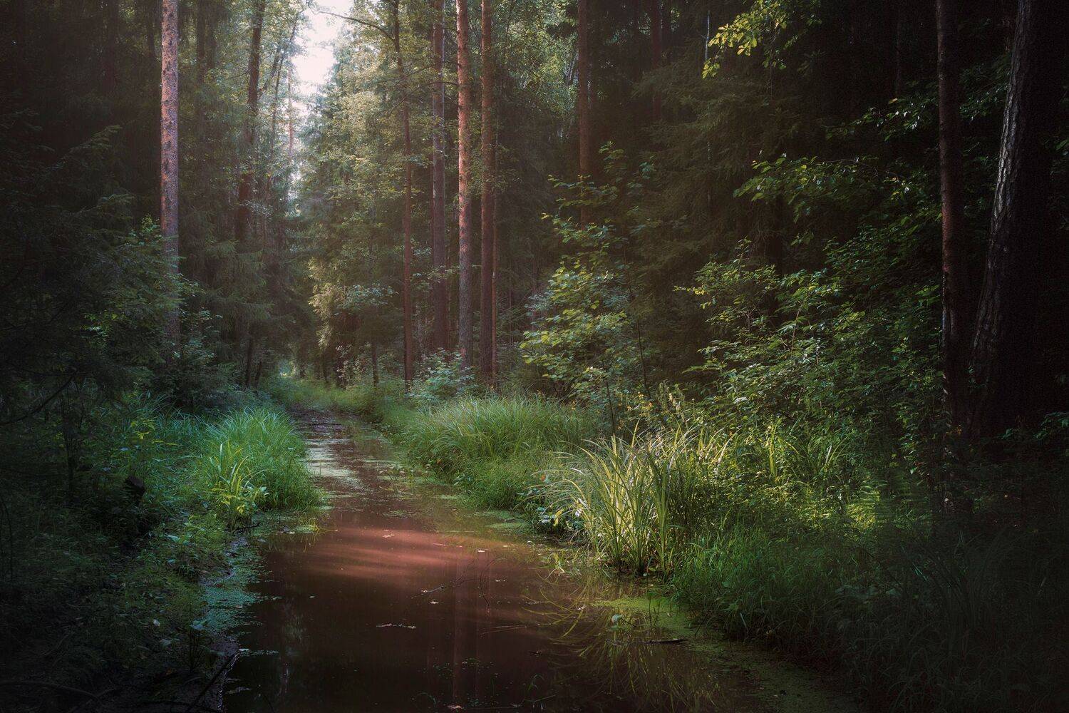 лес, свет, деревья, пейзаж, лето, forest, woodland, trees, landscape, sunlight, summer, Валерий Вождаев