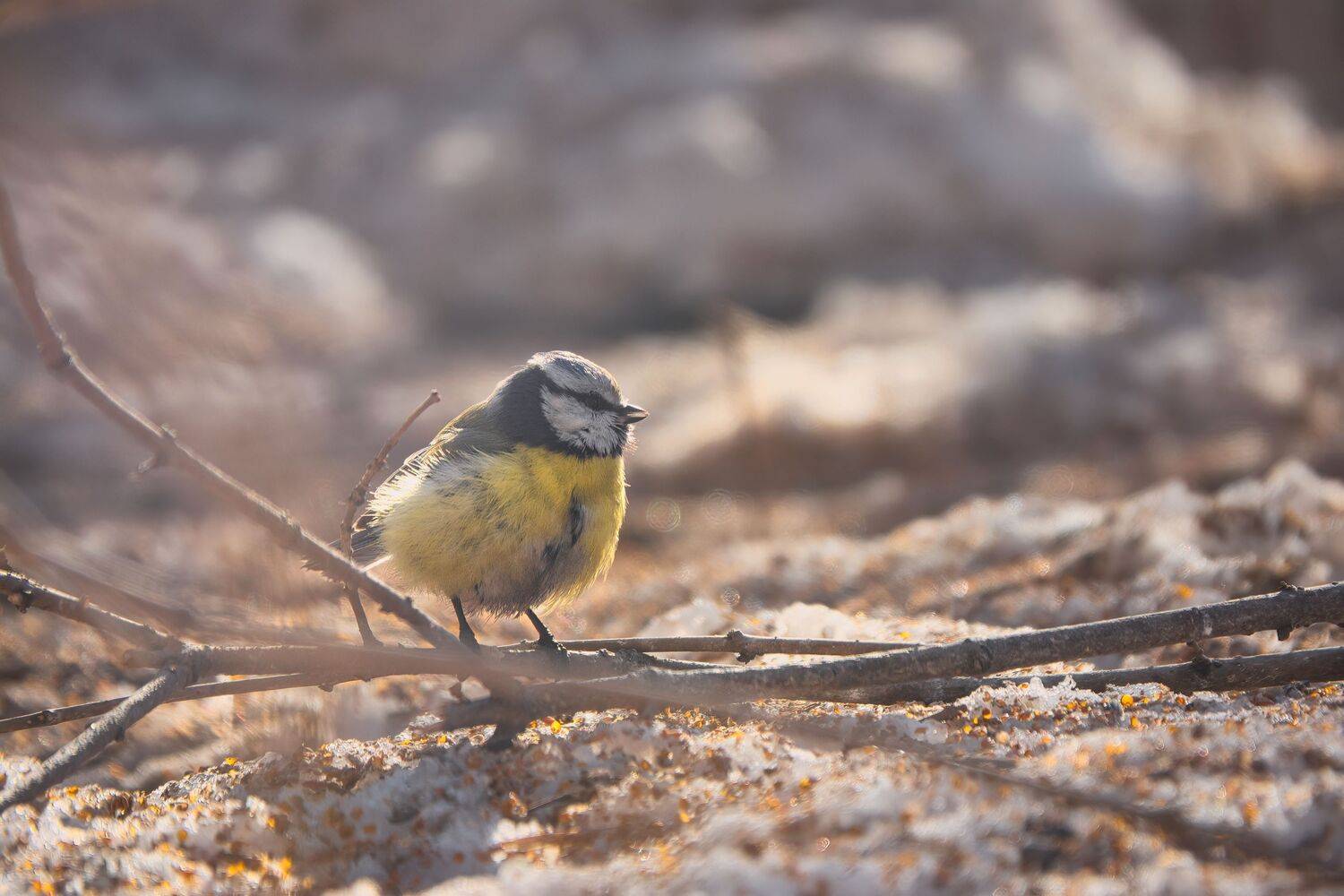 животные, птицы, природа, лазоревка, фотоохота, бердвотчинг, animals, nature, birdwatching, birds, wildlife, Дудников Александр