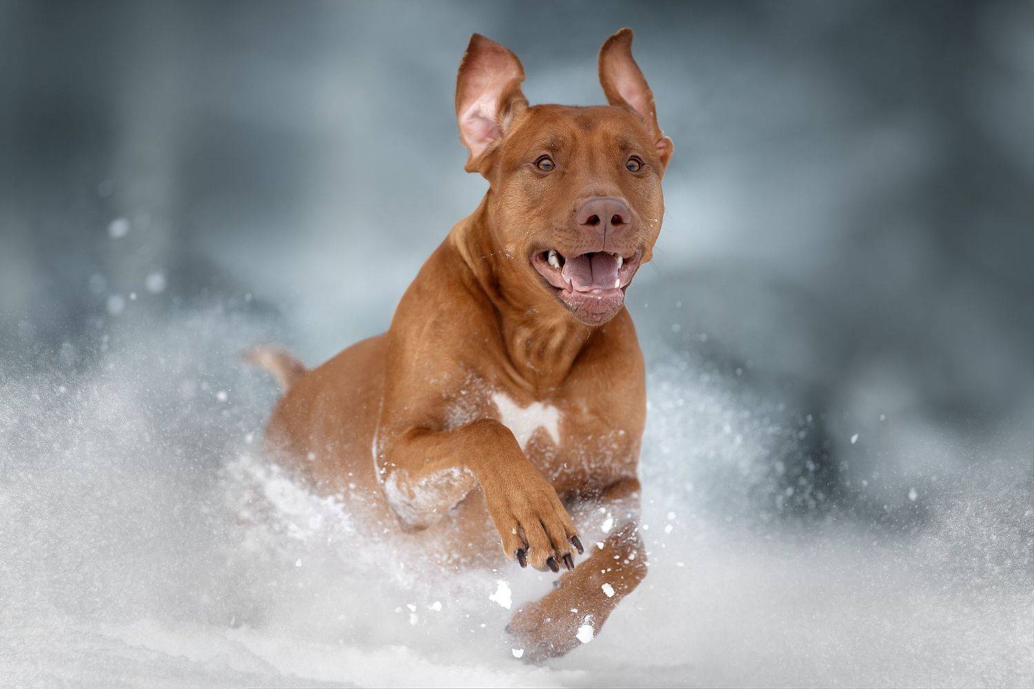 , Светлана Писарева