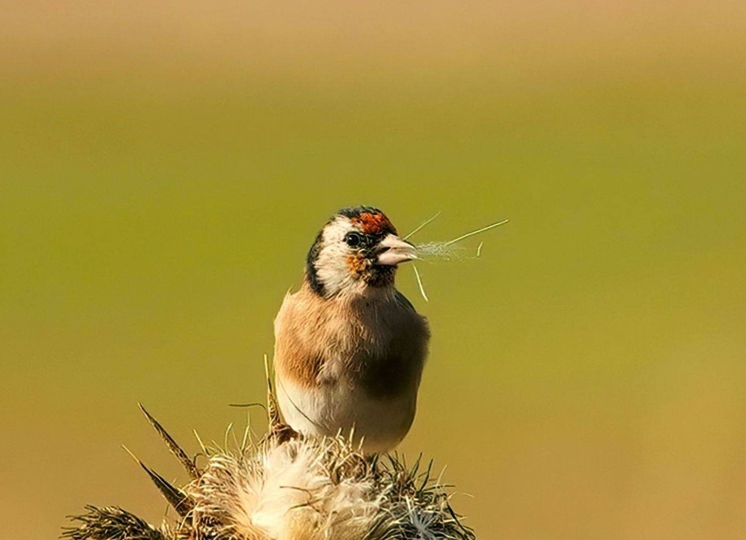 , Красимир Георгиев