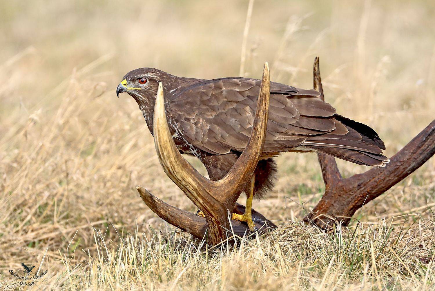 , Гусар Александр