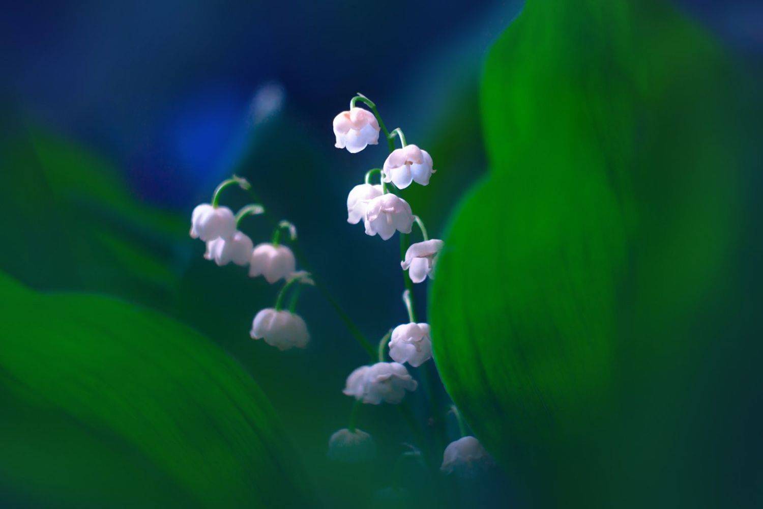 весна, цветы, ландыши, Алёна Сурнина