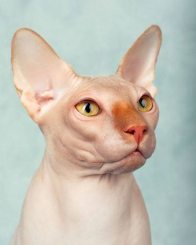 Sphynx cat