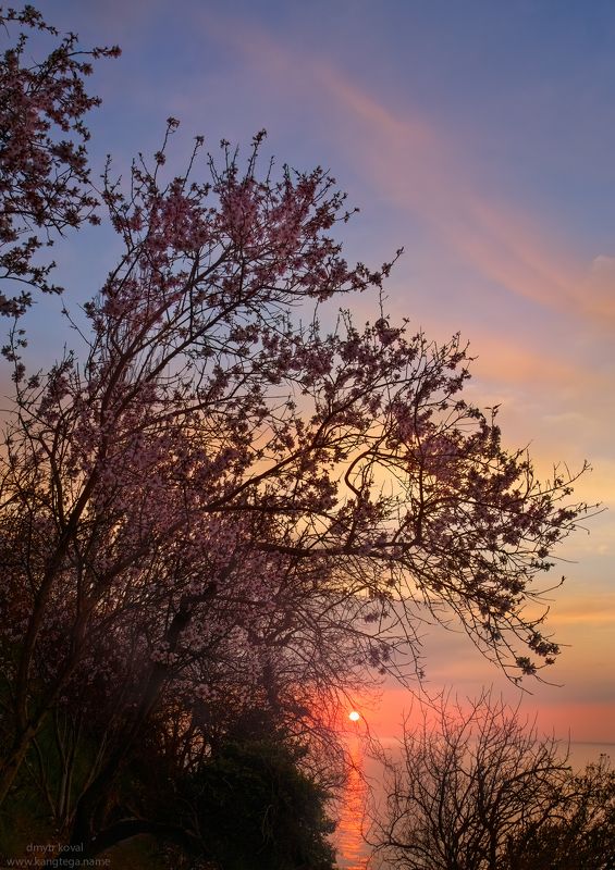 дмитр коваль, гималаи и крым вне треков, пейзаж как магия Миндальный рассвет фото превью