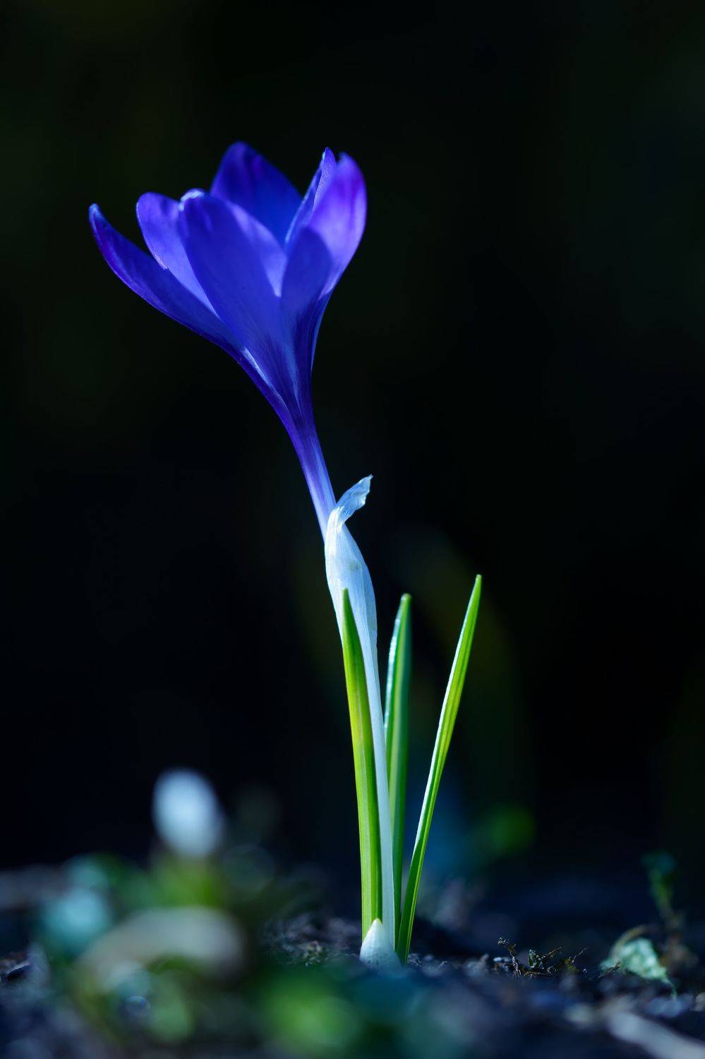 шафран, крокус, crocus, ирисовые, iridaceae, цветы, весна, чёрный фон, Павел Черенков
