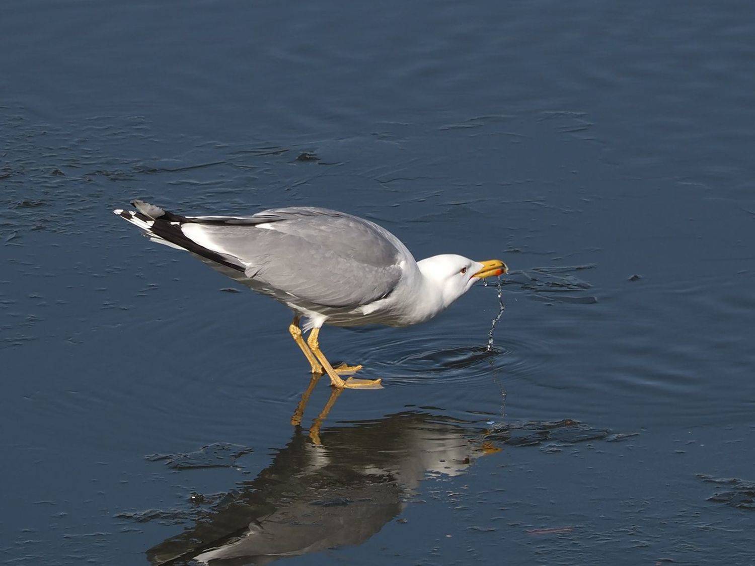 , Сергей Духанин
