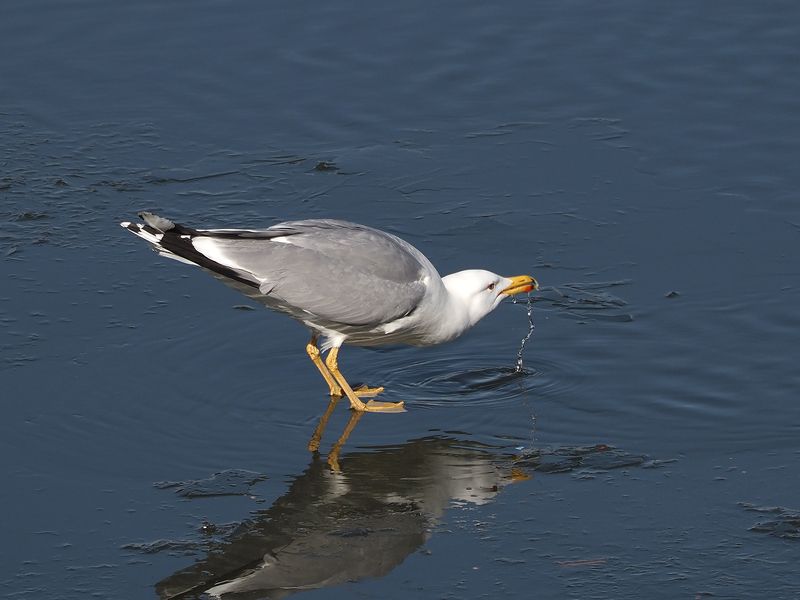 жажда фото превью