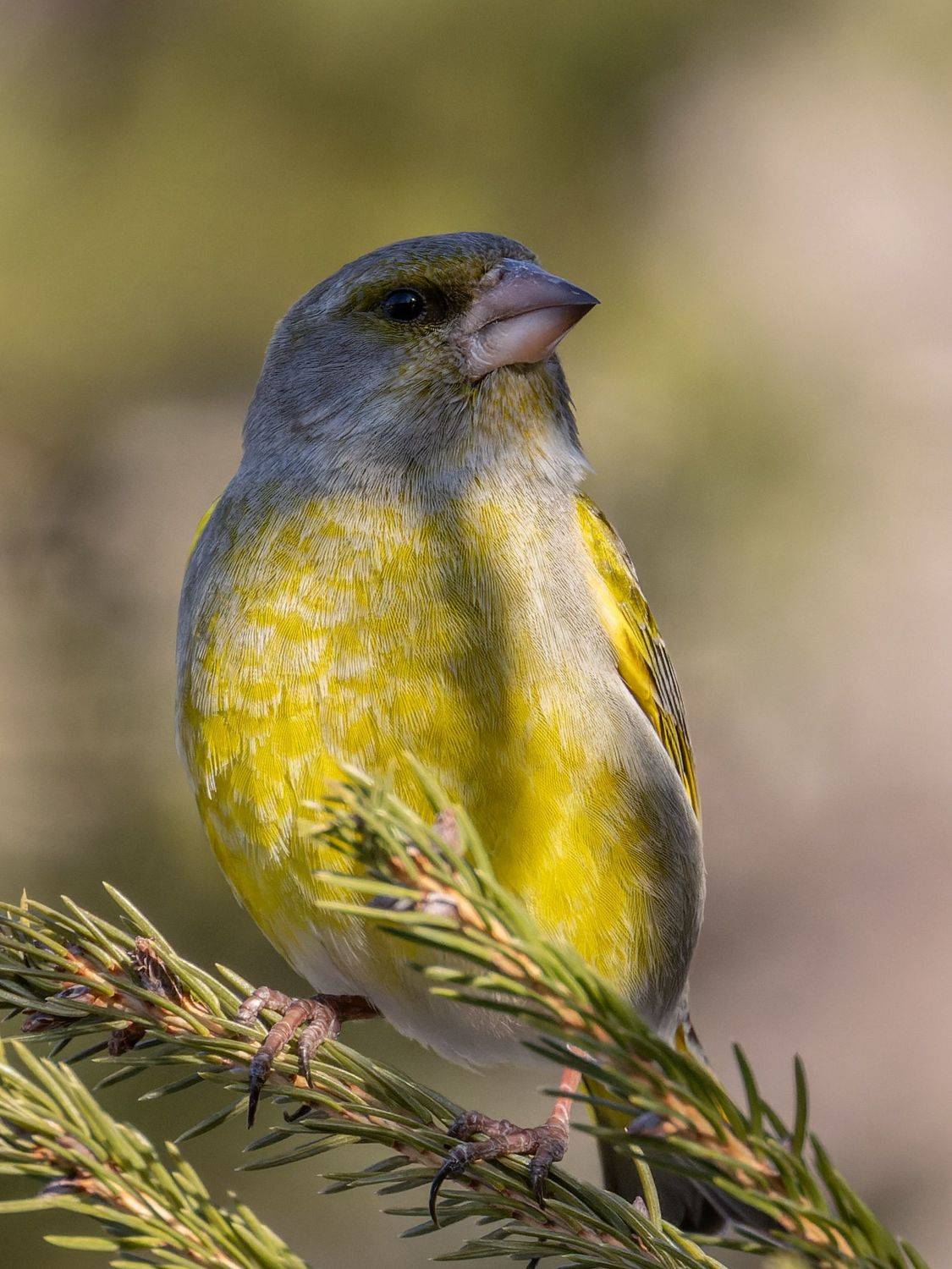 зеленушка, птицы, пернатые, Глебов Сергей