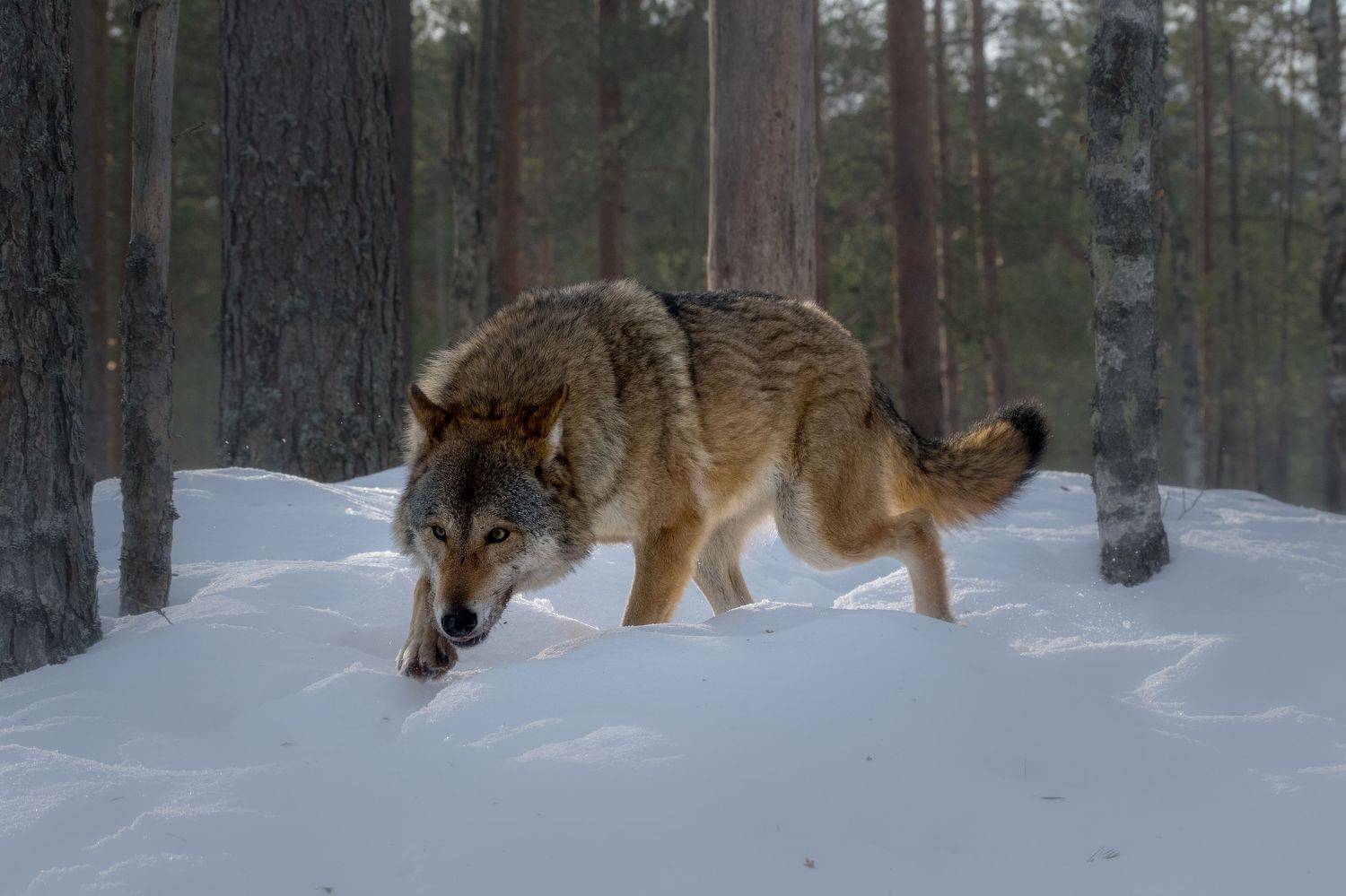 волк, волки, фотоохота, красный бор, беларусь, wolf, wolves, photo hunting, krasny bor, belarus, нд, в лесах беларуси, Демкина Надежда