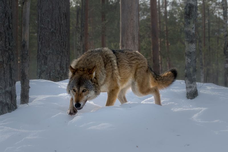 волк, волки, фотоохота, красный бор, беларусь, wolf, wolves, photo hunting, krasny bor, belarus, нд, в лесах беларуси По волчьей тропе... фото превью