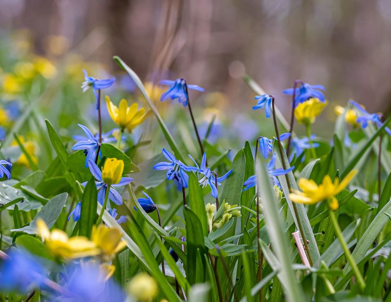 весна, бештау, пролески Весеннее утро фото превью