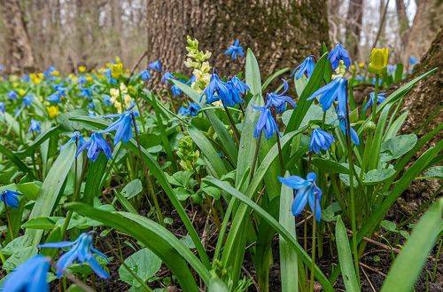 Пролески на Бештау