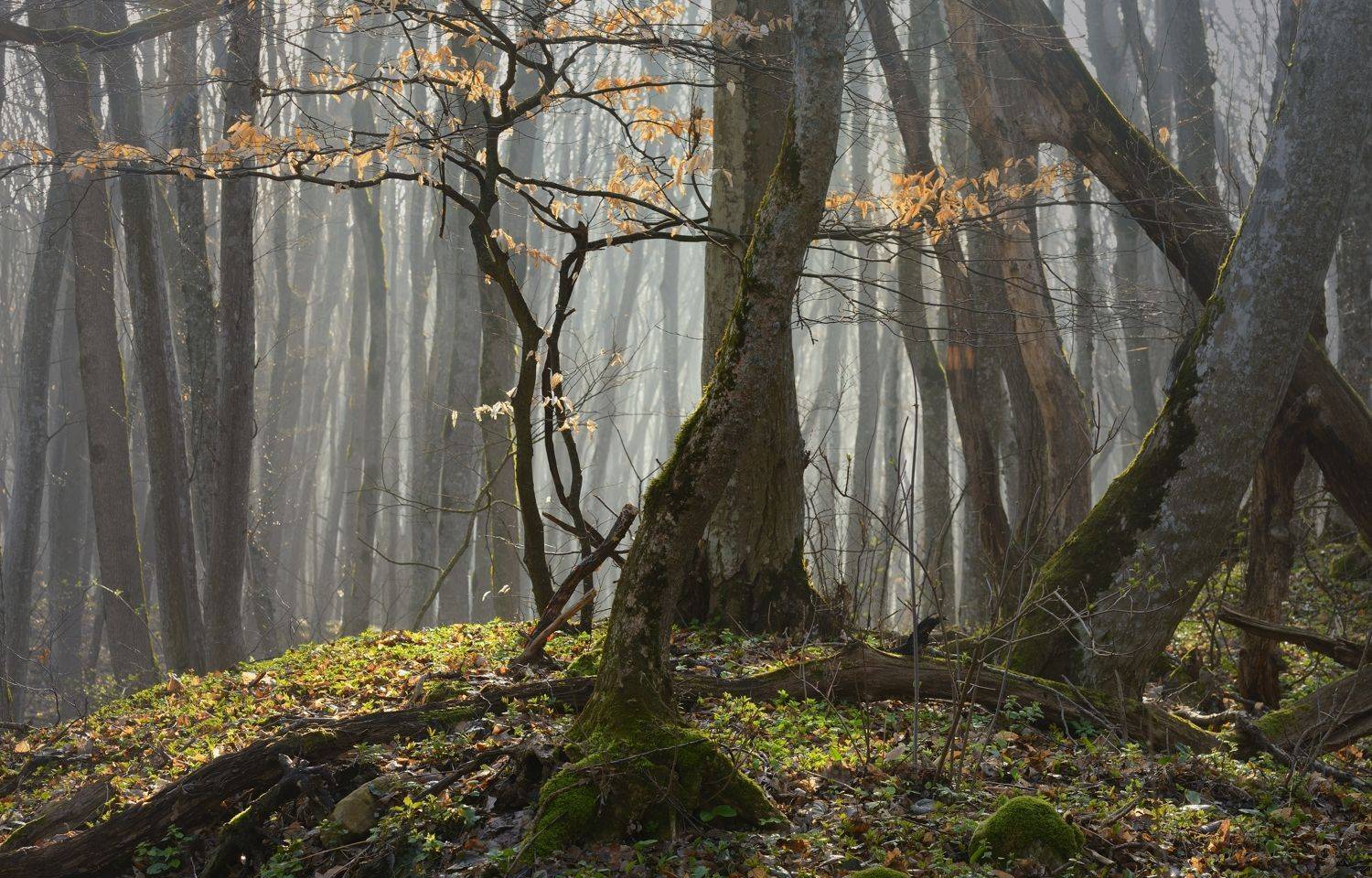 весна туман лес утро, Александр Жарников