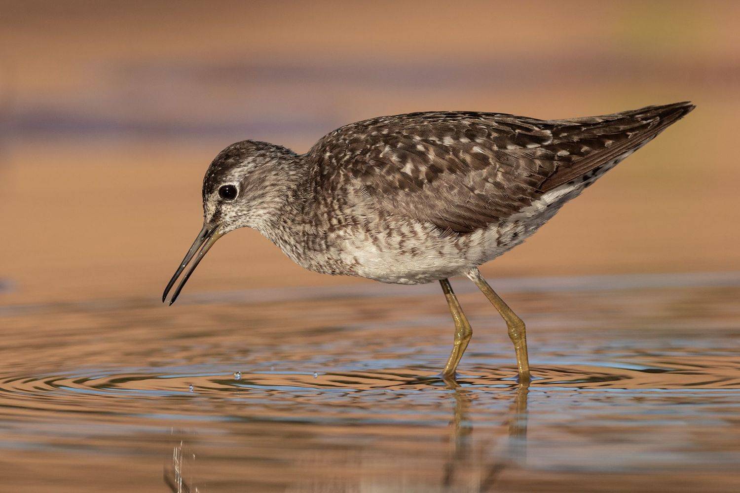 Фифи, кулик, птица, фотоохота, birds, Павел Краснослободцев