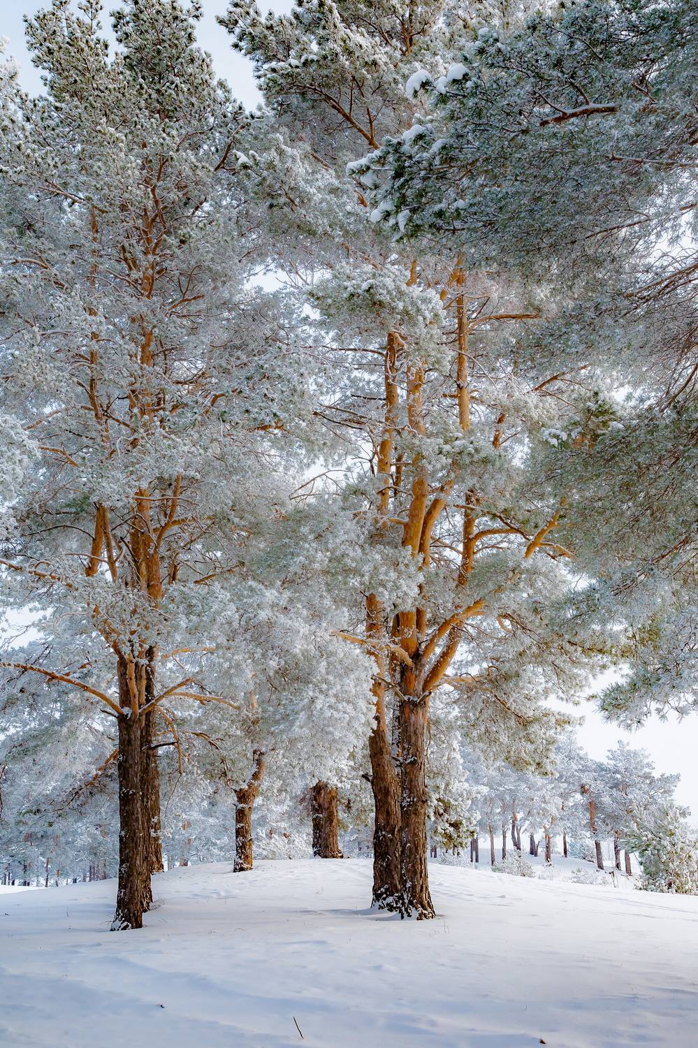 иней, зима, сосны, день, мороз, пейзаж, Юрий Морозов
