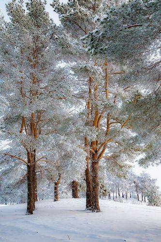 Хрустальный иней