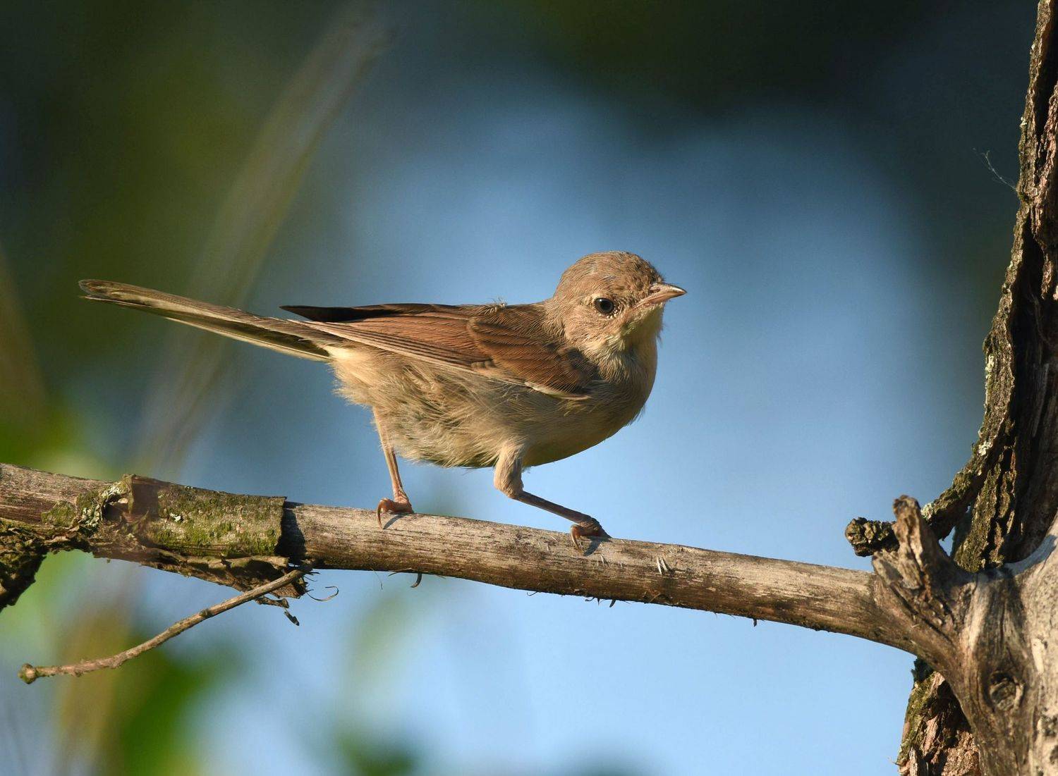 , Владимир Сафонов