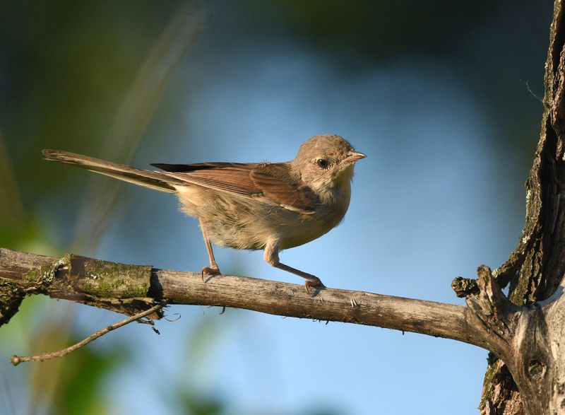 Славка - кокетка на дубовой ветке фото превью