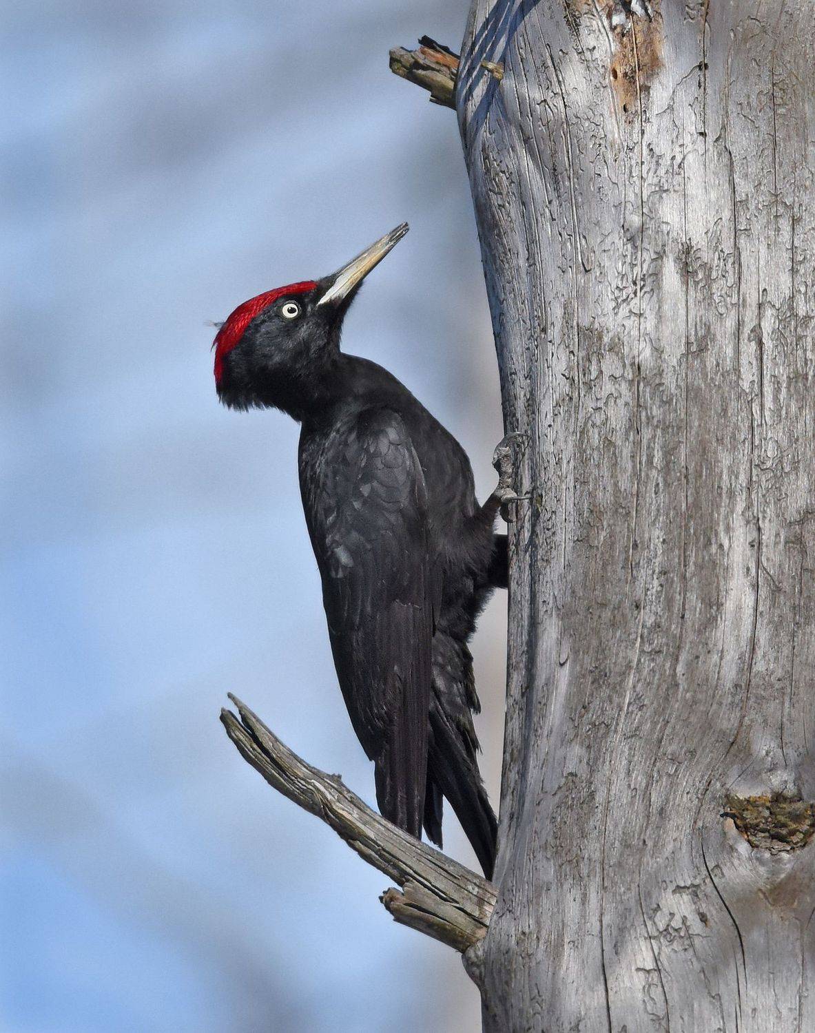 , Владимир Сафонов