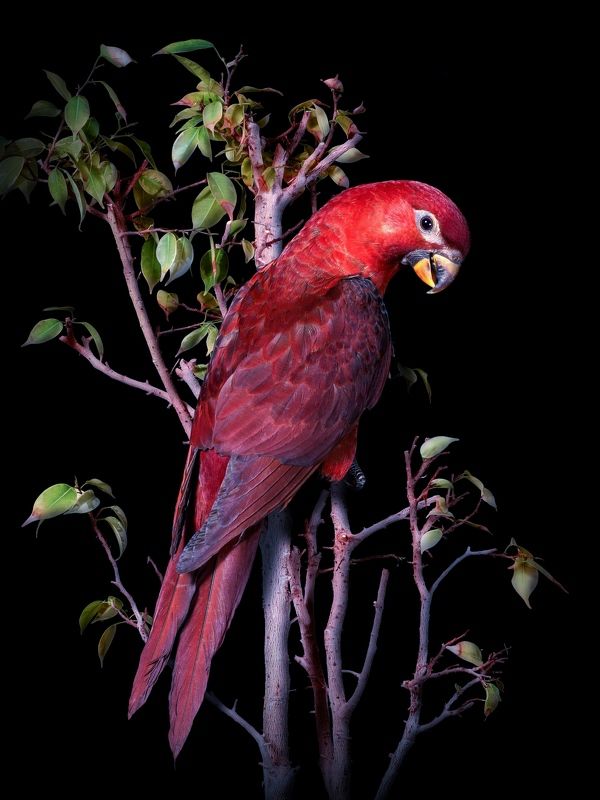 Лори Кардинал фото превью