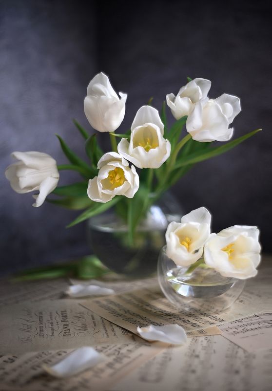 Tulips melody фото превью