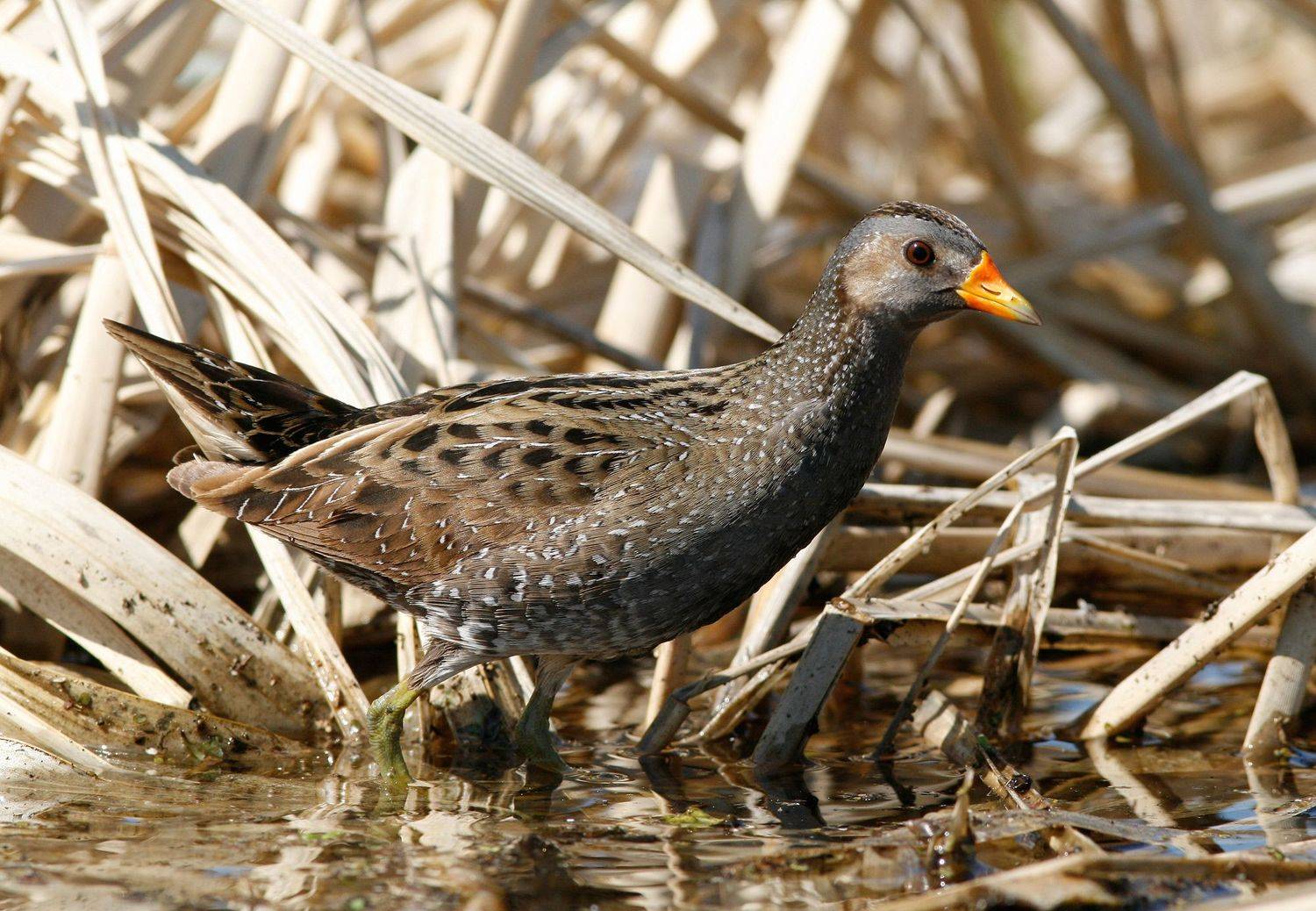 porzana porzana, Хромушин Олег