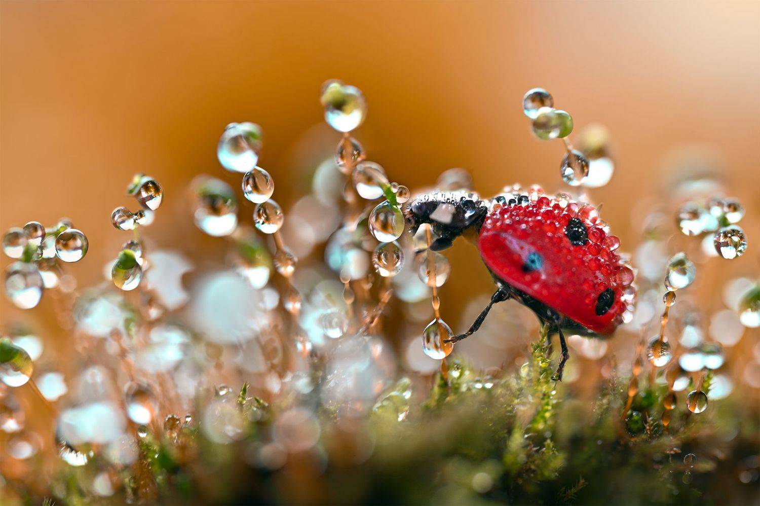 ceclii,macro, Ganev Tsvetan