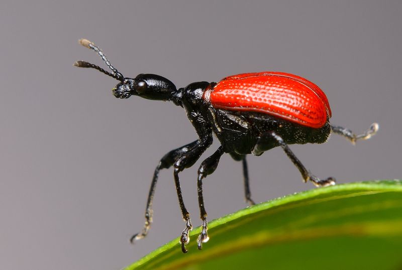 трубковёрт ореховый, орешниковый, apoderus coryli, трубковёрты, attelabidae, жук Сайгак фото превью