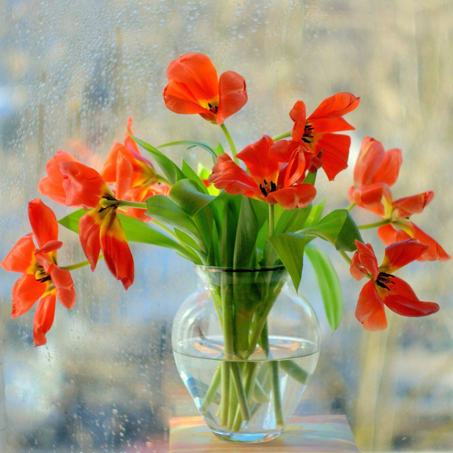 , Хохлова Наталья