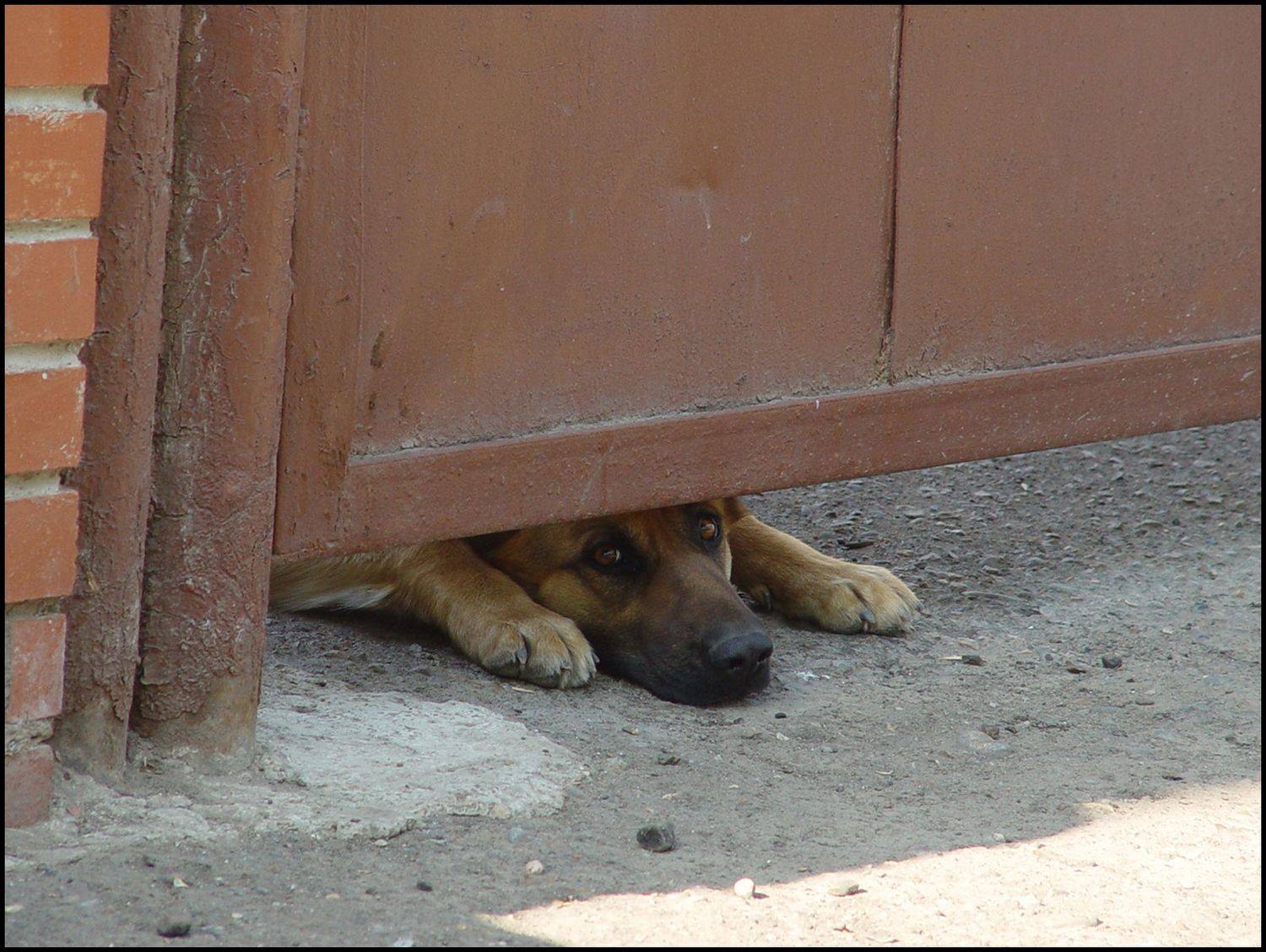 , Меднов Влад