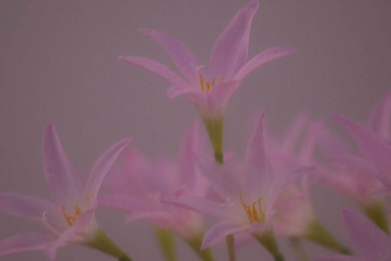 flower фото превью