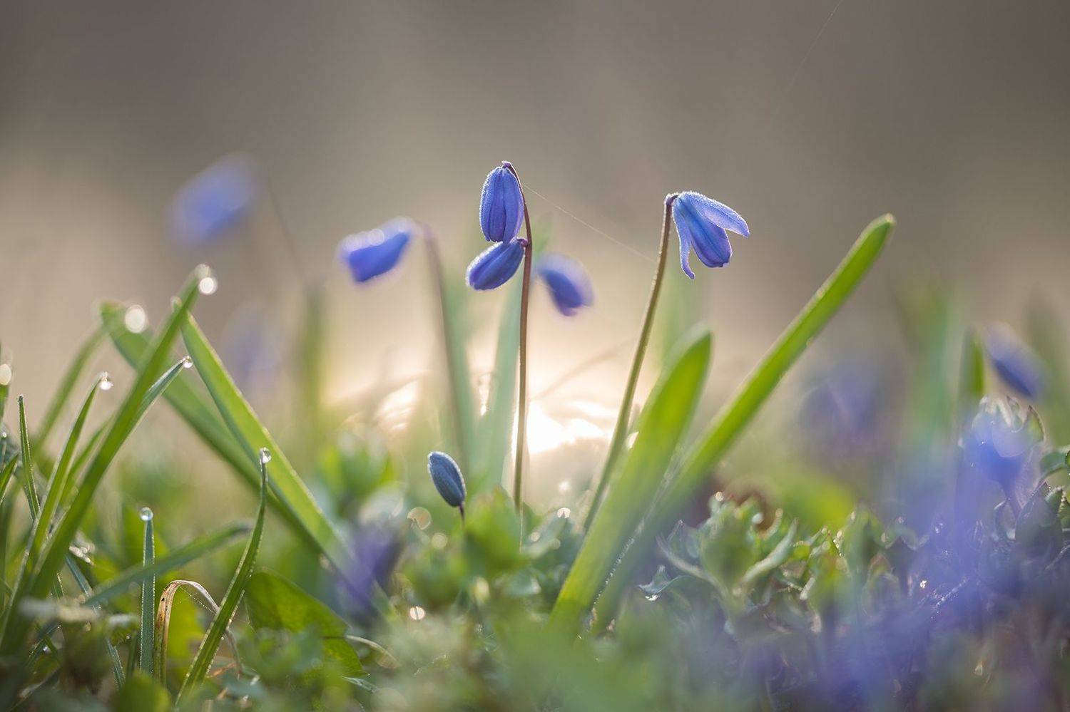 , Илья Михеев