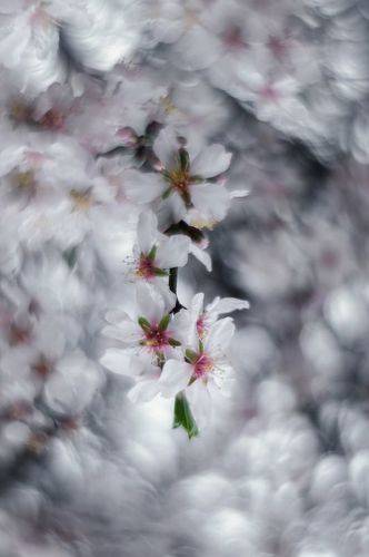 В клубящейся неге цветущих ветвей.