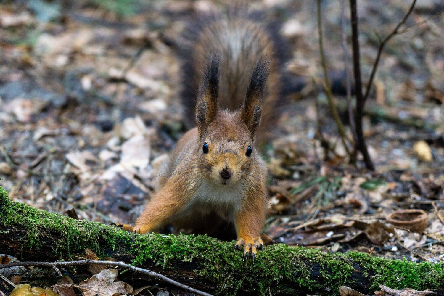 , Вертиков Юрий