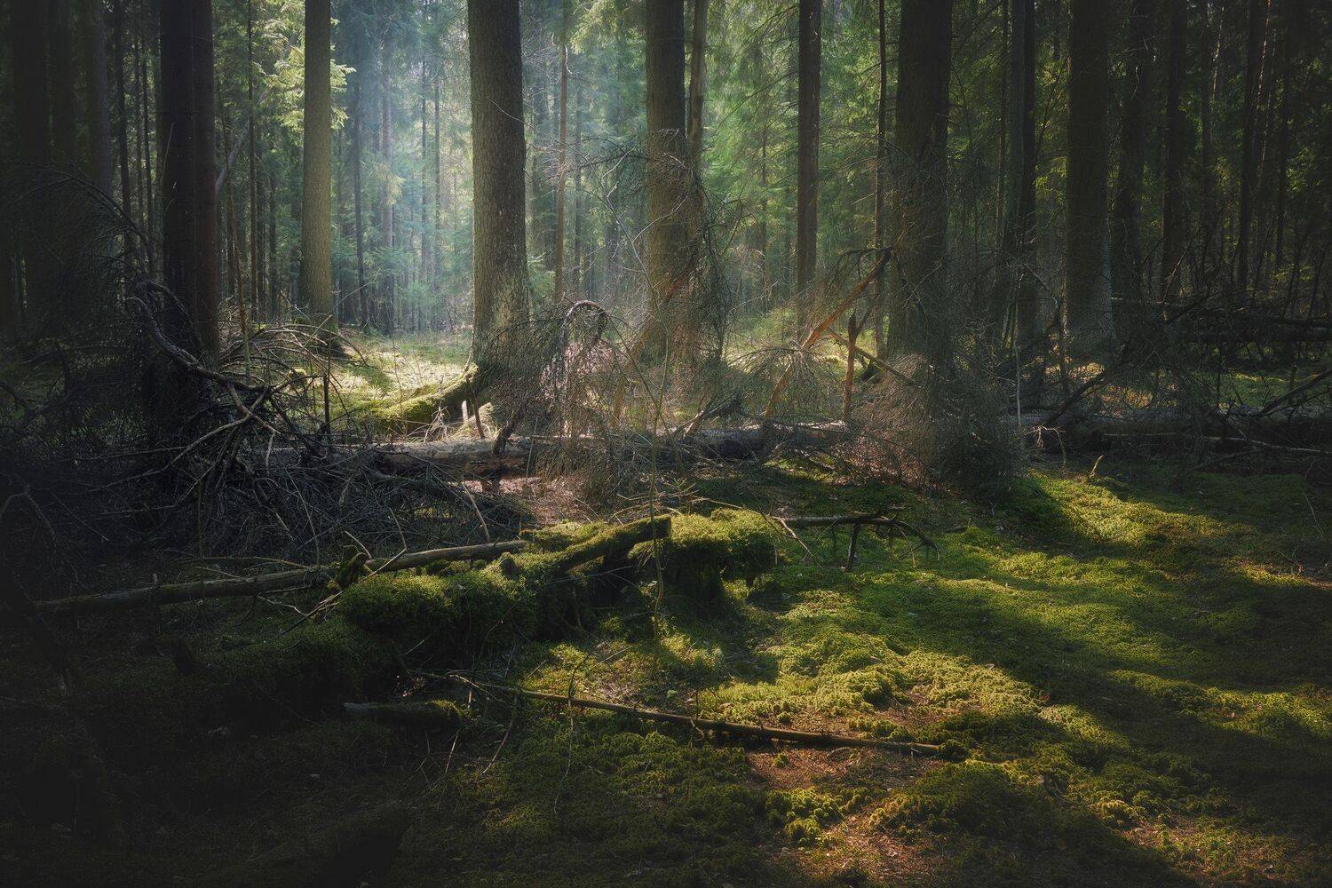 лес, свет, деревья, пейзаж, весна, forest, woodland, trees, landscape, sunlight, spring, Валерий Вождаев