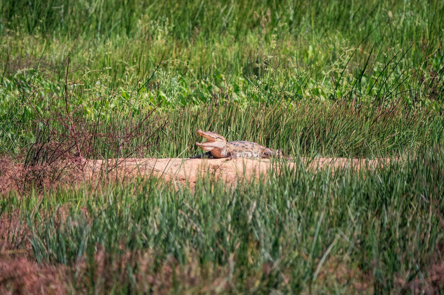 животные, рептилии, природа, азия, шри-ланка, фотоохота, animals, nature, wildlife, crocodile, sri lanka, asia, Дудников Александр