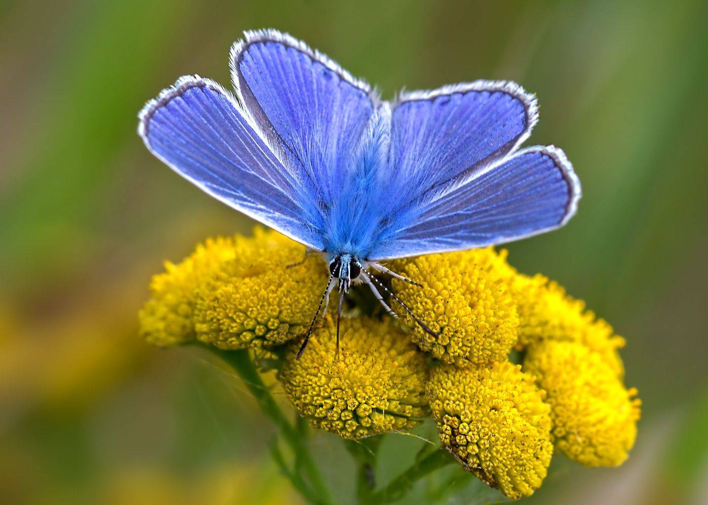 насекомые, бабочка, голубянка, икар, лето, Борис Новиков