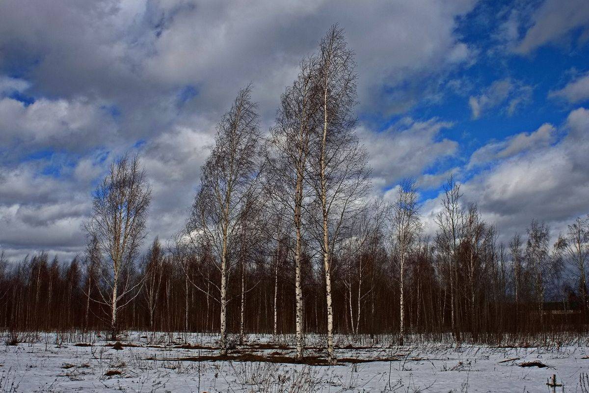 , Николаев Владимир
