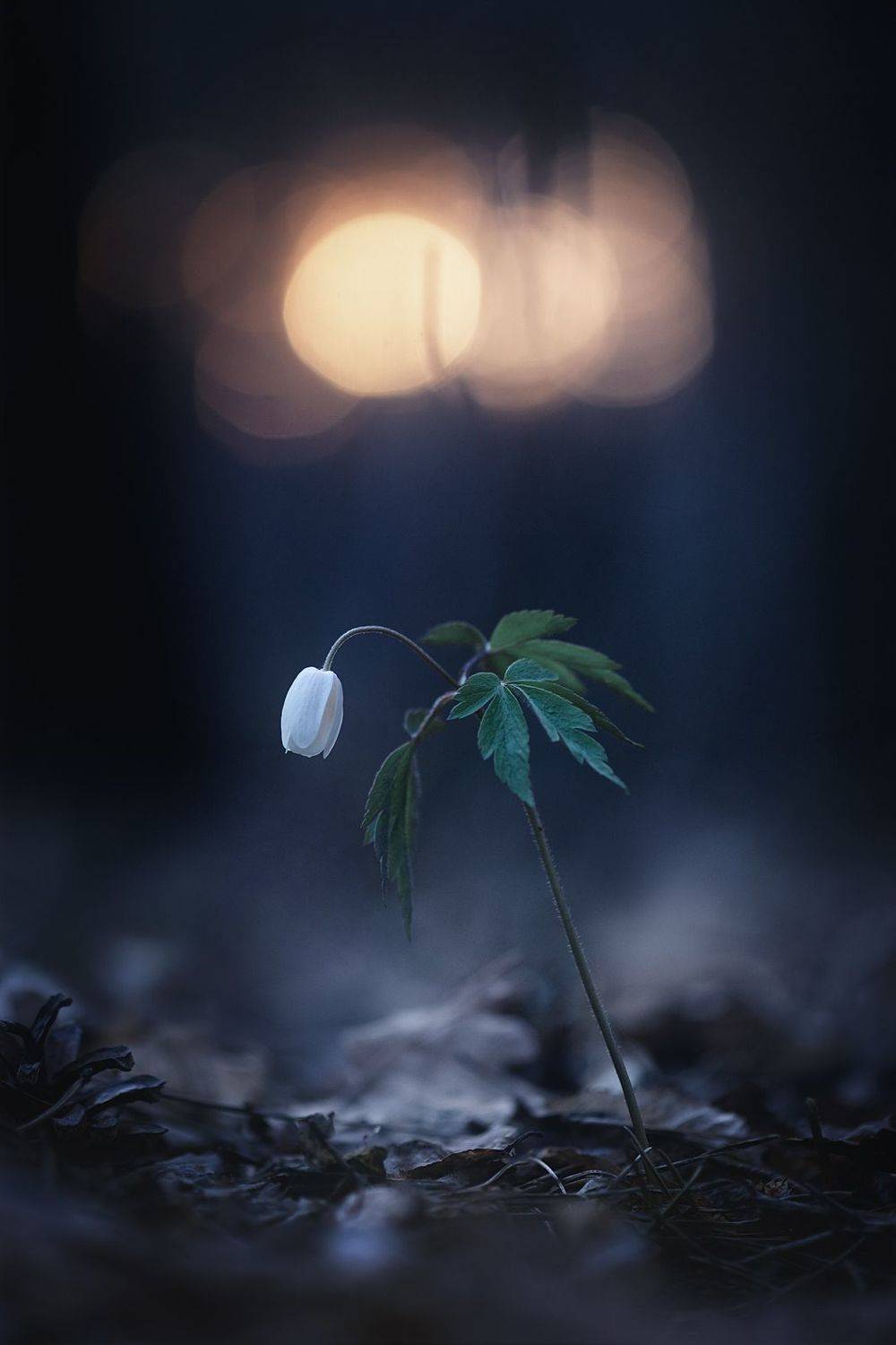 весна, апрель, ветреница, макро истории, природа, украина, коростышев,, Чорный Александр