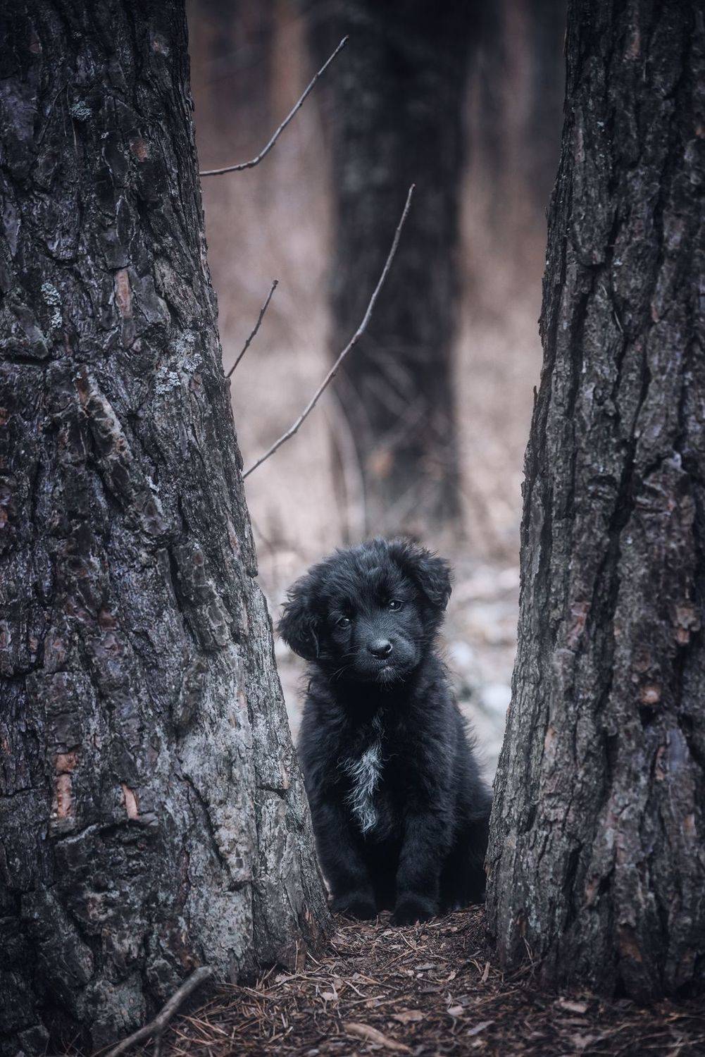 , Чорный Александр