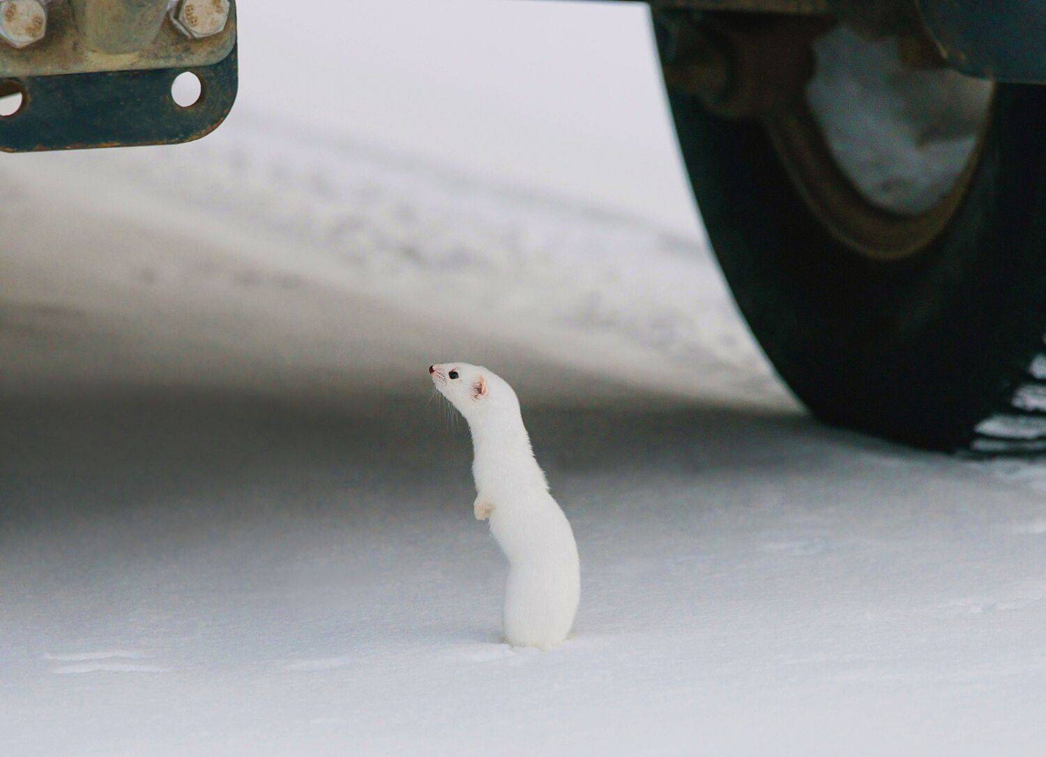 , Белоусов Михаил