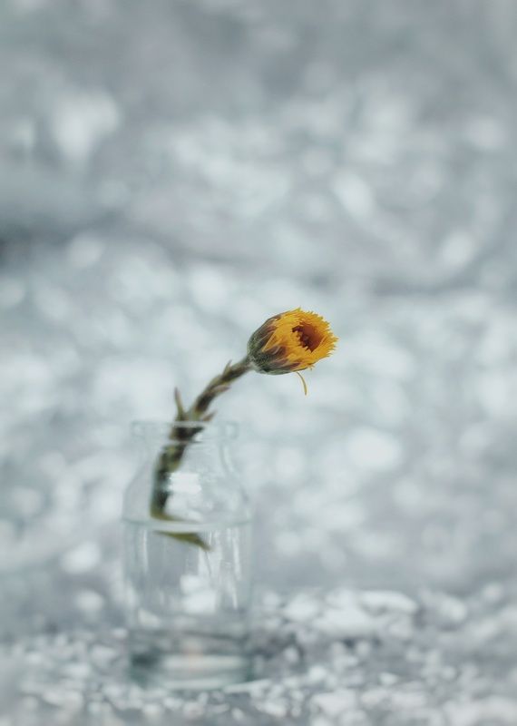 Первые цветы фото превью