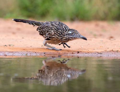 Greater Roadrunner - Калифорнийская земляная кукушка.