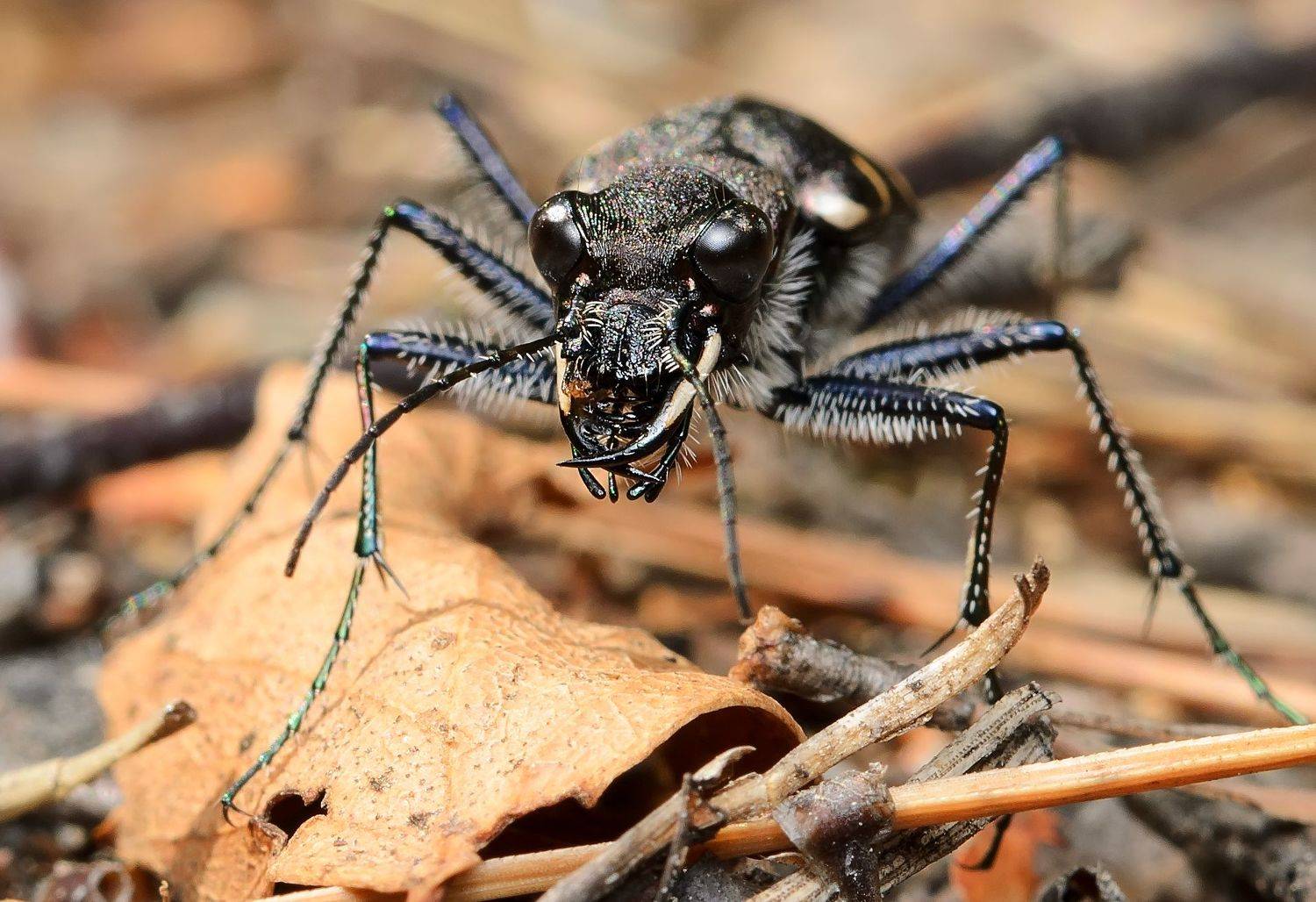 скакун лесной, cicindela sylvatica, скакуны, cicindelinae, жужелицы, carabidae, жук, портрет, Павел Черенков