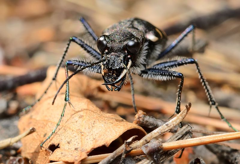 скакун лесной, cicindela sylvatica, скакуны, cicindelinae, жужелицы, carabidae, жук, портрет Муравьи есть? А если найду? фото превью